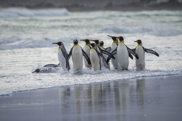 King penguins