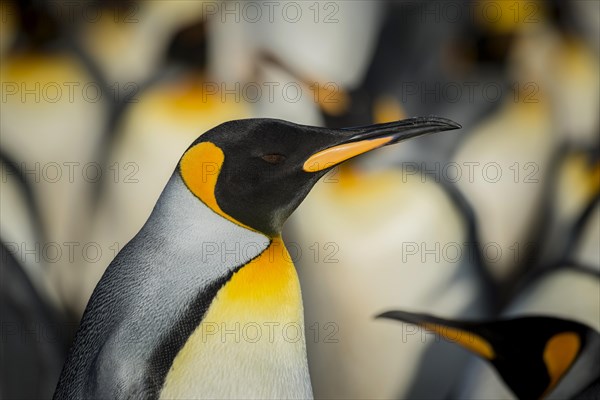 King penguins