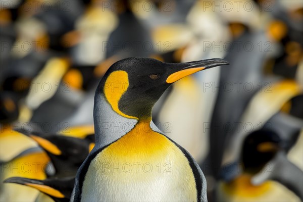 King penguins