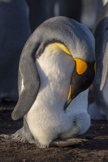 King penguin