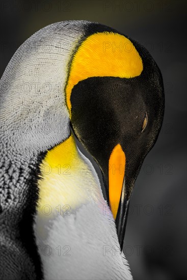 King penguin