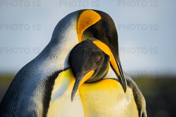 King penguins