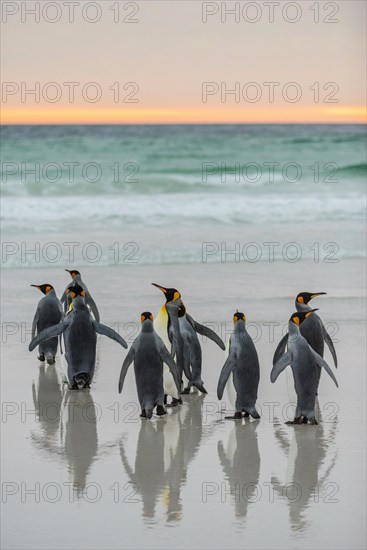 King penguins