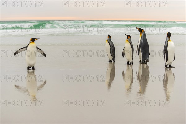 King penguins