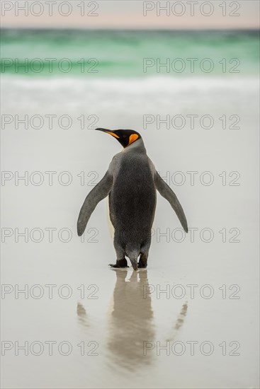 King penguin