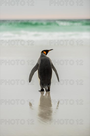 King penguin