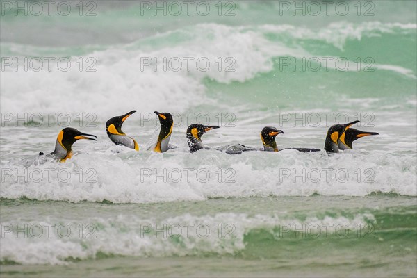 King penguins