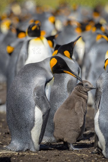 King penguin