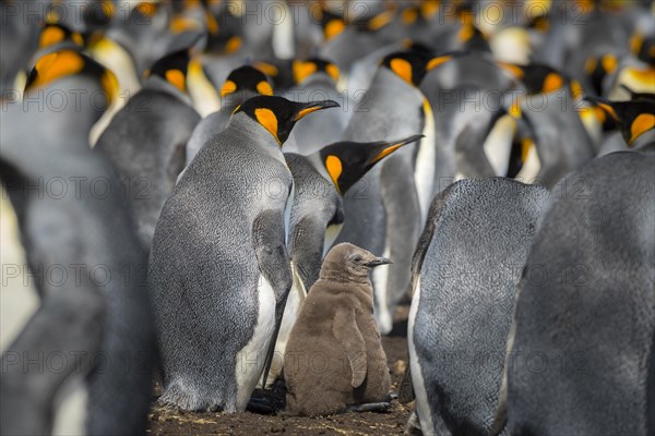 King penguin