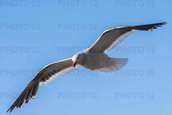 Red-billed Gull