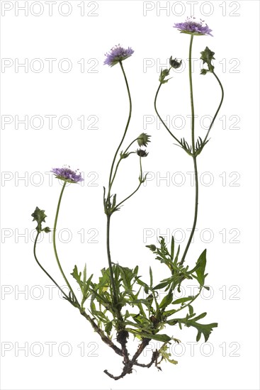 Field scabious