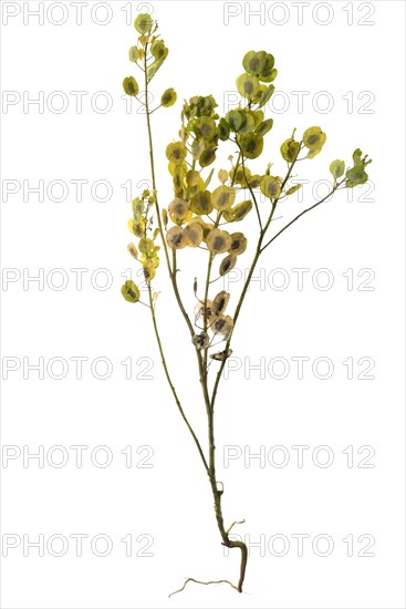 Field Penny-cress