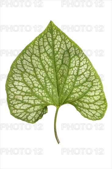 Leaf of the large-leaved Caucasian forget-me-not