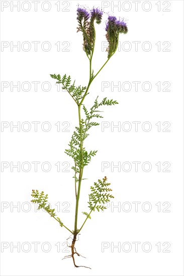 Lacy Phacelia