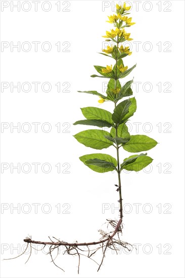 Common loosestrife