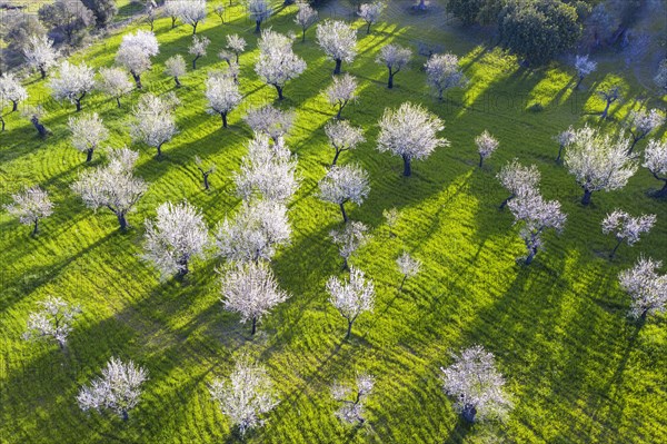 Almond blossom