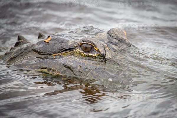 American alligator