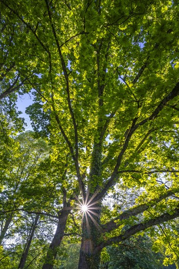 Sun shines through Oak