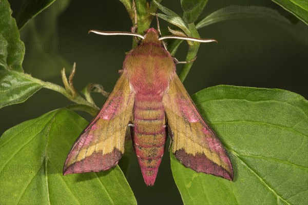 Small elephant hawk-moth