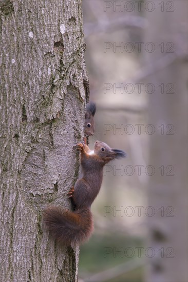 Eurasian red squirrel