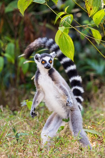 Ring-tailed lemur