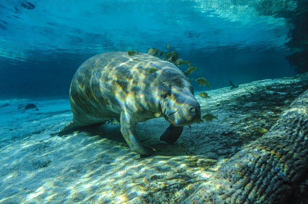 Manatee