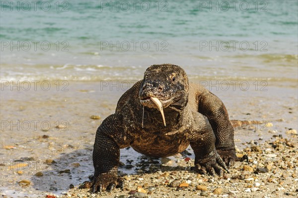 Komodo dragon