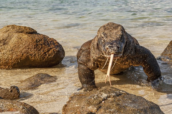 Komodo dragon