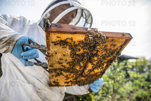 Beekeeper with protective suit checks his honeyBees