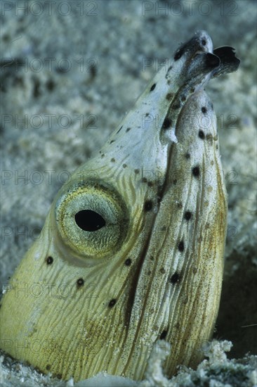 Blackfin Snake Eel