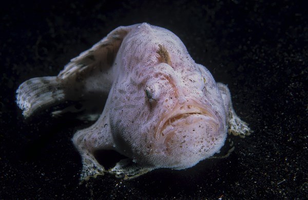 Giant frogfish