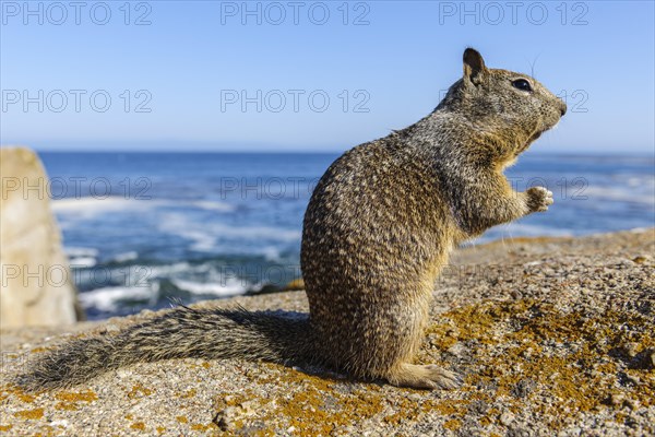 California Ground Squirrel