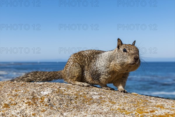 California Ground Squirrel