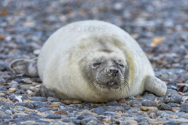 Grey seal