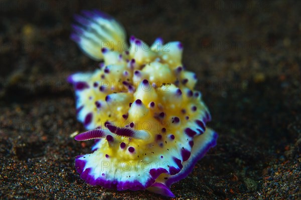 Bumpy Mexichromis