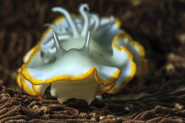 Ardeadoris Sea Slug