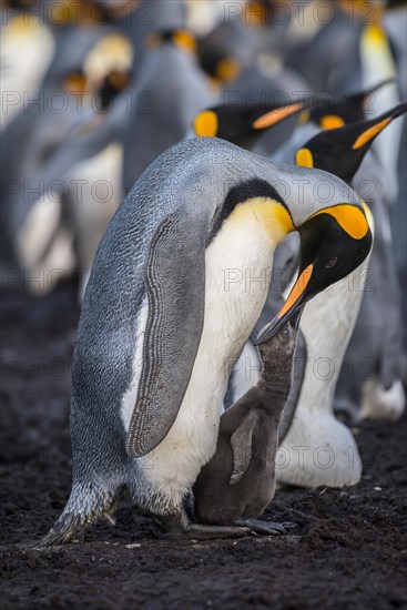 King penguin