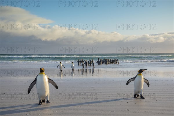 King penguins