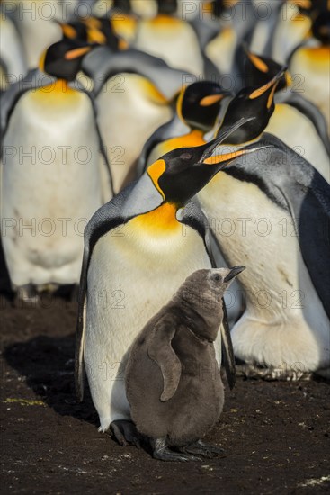 King penguin