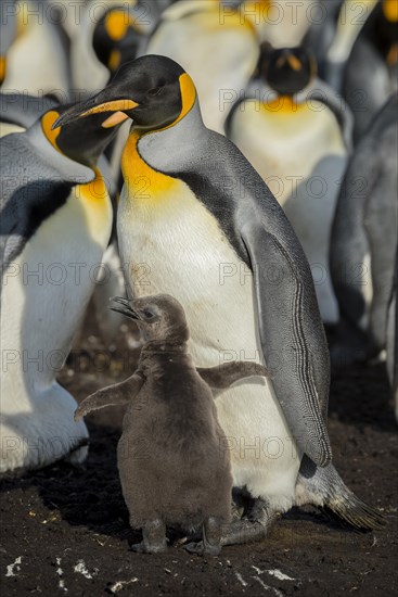 King penguin