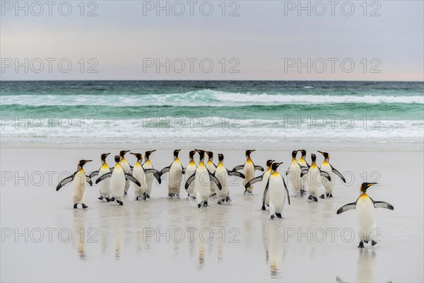 King penguins