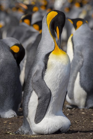 King penguin