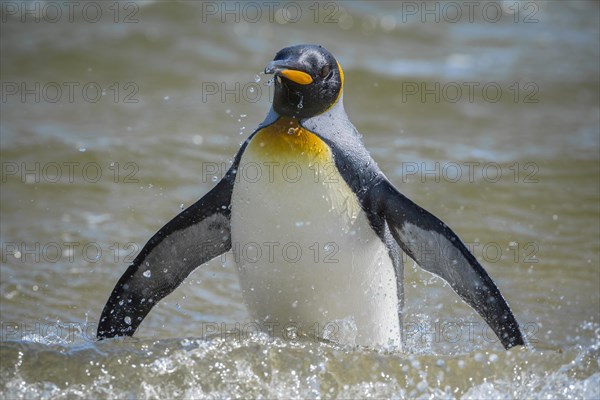 King penguin