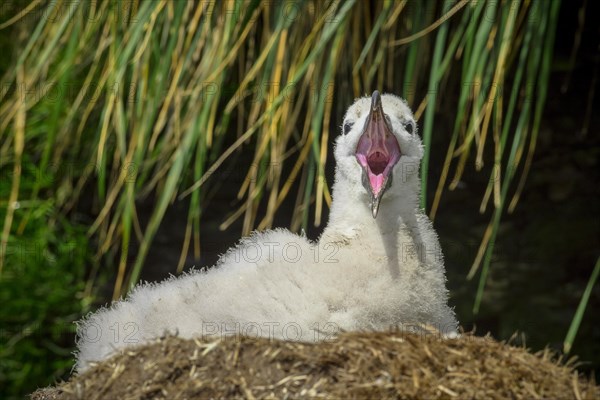 Black-browed Albatross