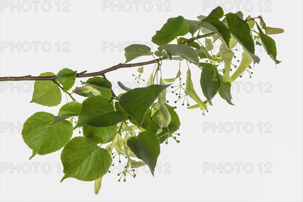 Leaves and fruits of a large-leaved linden