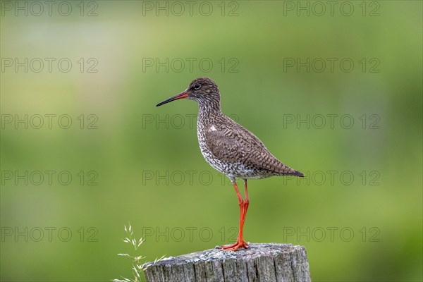 Common redshank