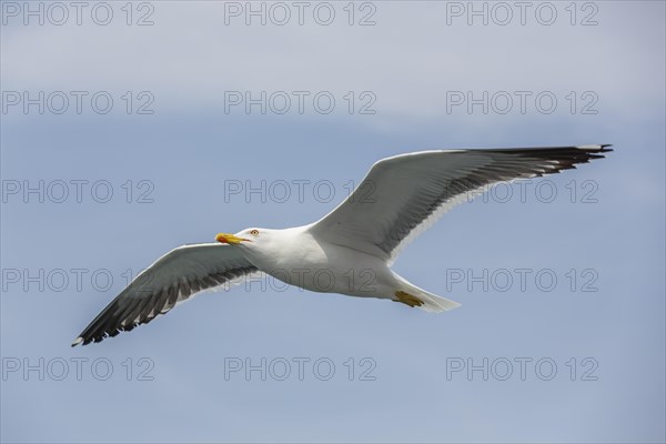 Great black-backed gull