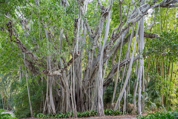 Banyan tree