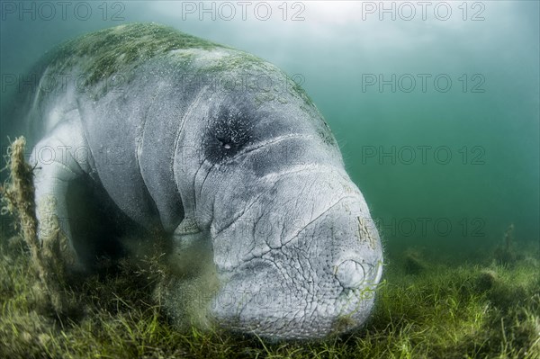 Florida Manatee