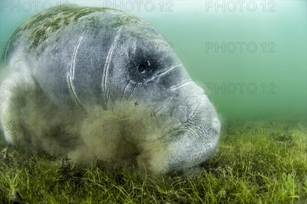 Florida Manatee